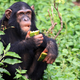 Los chimpancés, como los primeros homínidos, invierten mucho tiempo en masticar alimentos. Foto: SamDCruz / Shutterstock